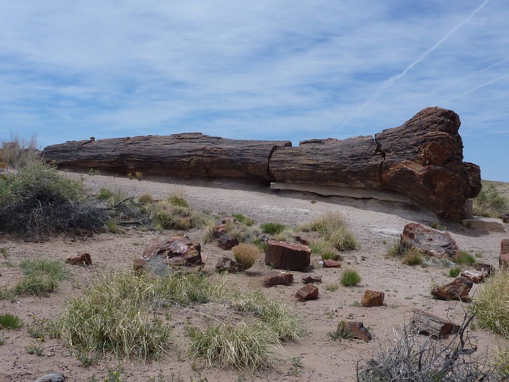 Giant logs FP (9).JPG